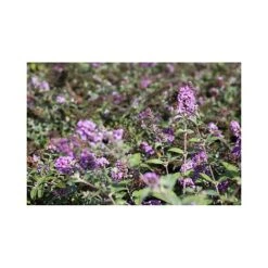 Buddleja 'Lo & Behold - Lilac Chip' -Plants Sale BUDD T67866 A h