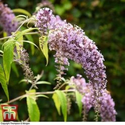 Buddleja Davidii 'Wisteria Lane' -Plants Sale BUDD T73682 A