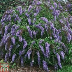 Buddleja Davidii 'Wisteria Lane' -Plants Sale BUDD T73682 A h