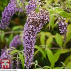 Buddleja Davidii 'Wisteria Lane' -Plants Sale BUDD T73682 B