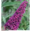 Buddleja 'Buzz® Velvet' 2 Buddleja 'Buzz® Velvet' -Plants Sale BUDD T77369 A h