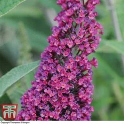 Buddleja 'Buzz® Velvet' -Plants Sale BUDD T77369 B