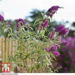 Buddleja 'Buzz® Velvet' -Plants Sale BUDD T77369 C