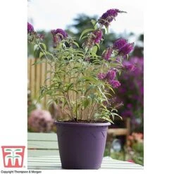 Buddleja 'Buzz® Velvet' -Plants Sale BUDD T77369 D