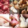 Bumper Autumn Planting Onion/Garlic/Shallot Collection -Plants Sale BUMPERAUTCOLL11