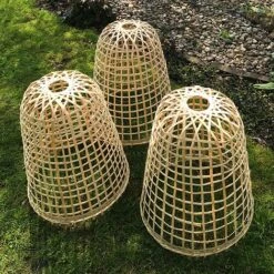 Bamboo Bell Cloche & Garden Plant Protection Cover - Small 11 Bamboo Bell Cloche & Garden Plant Protection Cover - Small -Plants Sale Bamboo20Cloche20pk203201000x100020992kb1