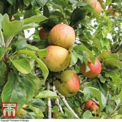 Britains Favourite Apple Tree Collection -Plants Sale Bramleys Seedling