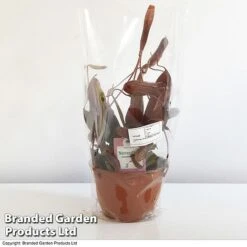 Nepenthes Alata Mix Hanging Basket -Plants Sale BrandedGP Copyright Image nepe1