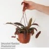 Nepenthes Alata Mix Hanging Basket