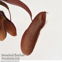 Nepenthes Alata Mix Hanging Basket -Plants Sale BrandedGP Copyright Image nepe3
