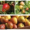 Britains Favourite Apple Tree Collection 1 Britains Favourite Apple Tree Collection -Plants Sale Brit Fav Apple Tree Coll