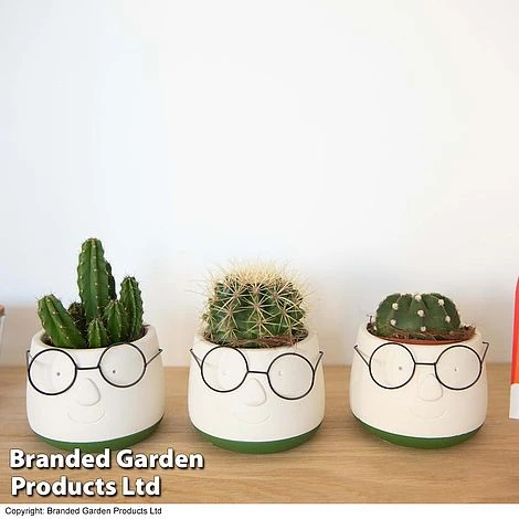 Cactus In Decorative Pot 3 Cactus In Decorative Pot