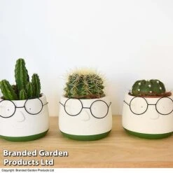 Cactus In Decorative Pot 9 Cactus In Decorative Pot -Plants Sale CACT KC8512 C