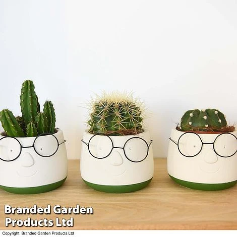 Cactus In Decorative Pot 5 Cactus In Decorative Pot - Image 3