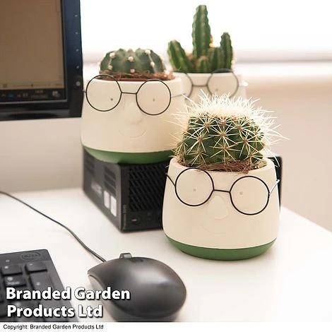 Cactus In Decorative Pot 7 Cactus In Decorative Pot - Image 5