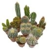 5 Cactus Plants Potted Cacti Houseplants Mixed Indoor Plant Selection 1 5 Cactus Plants Potted Cacti Houseplants Mixed Indoor Plant Selection -Plants Sale CACTUSMIX 1