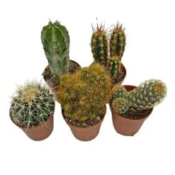 5 Cactus Plants Potted Cacti Houseplants Mixed Indoor Plant Selection 10 5 Cactus Plants Potted Cacti Houseplants Mixed Indoor Plant Selection -Plants Sale CACTUSMIX 14