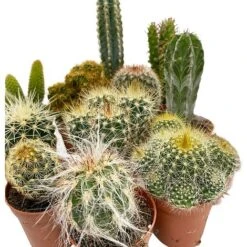 5 Cactus Plants Potted Cacti Houseplants Mixed Indoor Plant Selection 11 5 Cactus Plants Potted Cacti Houseplants Mixed Indoor Plant Selection -Plants Sale CACTUSMIX 3