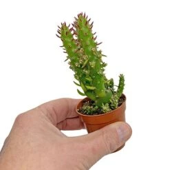5 Cactus Plants Potted Cacti Houseplants Mixed Indoor Plant Selection 12 5 Cactus Plants Potted Cacti Houseplants Mixed Indoor Plant Selection -Plants Sale CACTUSMIX 5
