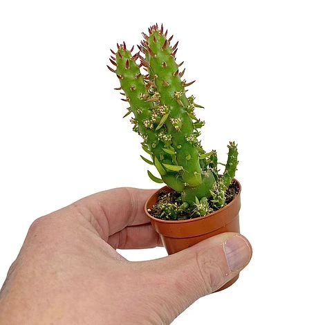 5 Cactus Plants Potted Cacti Houseplants Mixed Indoor Plant Selection 7 5 Cactus Plants Potted Cacti Houseplants Mixed Indoor Plant Selection - Image 5