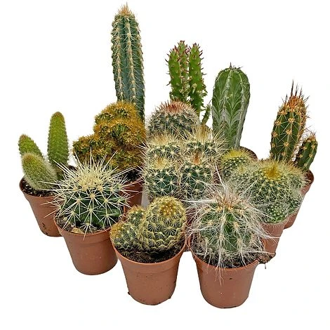 5 Cactus Plants Potted Cacti Houseplants Mixed Indoor Plant Selection 4 5 Cactus Plants Potted Cacti Houseplants Mixed Indoor Plant Selection - Image 2