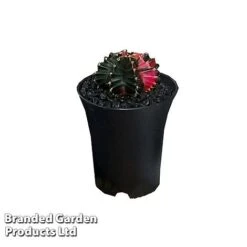 Cactus Gymnocalycium Mihanovichii F. Variegata Mixed 15 Cactus Gymnocalycium Mihanovichii F. Variegata Mixed -Plants Sale CACT GYMNOC5CM WKC8846