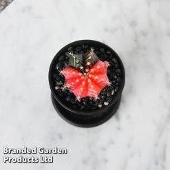 Cactus Gymnocalycium Mihanovichii F. Variegata Mixed 11 Cactus Gymnocalycium Mihanovichii F. Variegata Mixed -Plants Sale CACT GYMNOCALY T43422