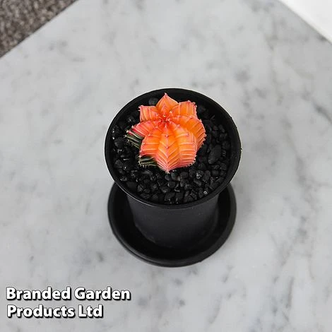 Cactus Gymnocalycium Mihanovichii F. Variegata Mixed 6 Cactus Gymnocalycium Mihanovichii F. Variegata Mixed - Image 4