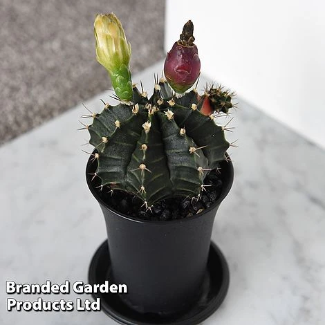 Cactus Gymnocalycium Mihanovichii F. Variegata Mixed 7 Cactus Gymnocalycium Mihanovichii F. Variegata Mixed - Image 5