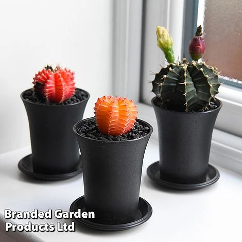 Cactus Gymnocalycium Mihanovichii F. Variegata Mixed 4 Cactus Gymnocalycium Mihanovichii F. Variegata Mixed - Image 2