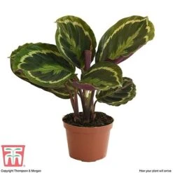 Calathea Roseopicta 'Medallion' -Plants Sale CAL tka2873 B
