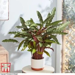 Calathea Rufibarba 18 Calathea Rufibarba -Plants Sale CALA 2874 A2