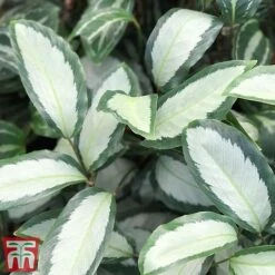 Calathea Picturata 'Argentea' -Plants Sale CALA SILV