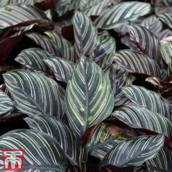 Calathea 'Sanderiana' -Plants Sale CALA TKA2871 A