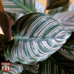 Calathea 'Sanderiana' -Plants Sale CALA TKA2871 C