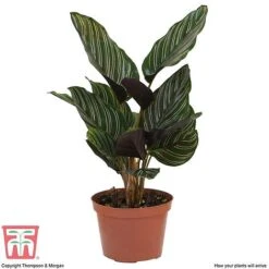 Calathea 'Sanderiana' -Plants Sale CALA TKA2871 D