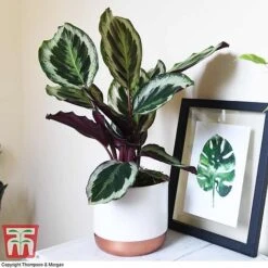 Calathea Roseopicta 'Medallion' -Plants Sale CALA TKA2873 A1