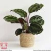 Calathea Roseopicta 'Medallion' -Plants Sale CALA TKA2873 D1