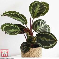 Calathea Roseopicta 'Medallion' -Plants Sale CALA TKA2873 F
