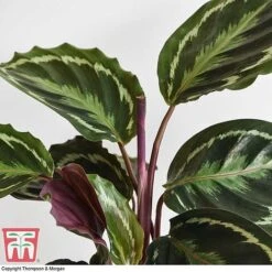 Calathea Roseopicta 'Medallion' -Plants Sale CALA TKA2873 G