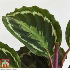 Calathea Roseopicta 'Medallion' -Plants Sale CALA TKA2873 H