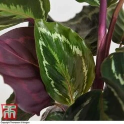 Calathea Roseopicta 'Medallion' -Plants Sale CALA TKA2873 I