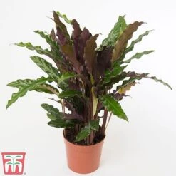 Calathea Rufibarba 19 Calathea Rufibarba -Plants Sale CALA TKA2874 A