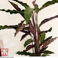 Calathea Rufibarba 25 Calathea Rufibarba -Plants Sale CALA TKA2874 C
