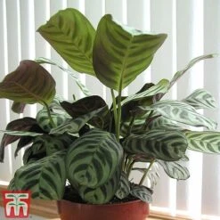 Calatheas Concinna 'Freddie' 11 Calatheas Concinna 'Freddie' -Plants Sale CALA TKA2875 A