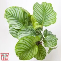 Calathea Orbifolia -Plants Sale CALA TKA2876 A