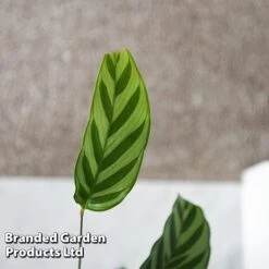 Calatheas Concinna 'Freddie' 14 Calatheas Concinna 'Freddie' -Plants Sale CALA FREDDY T44572