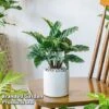 Calatheas Concinna 'Freddie' 1 Calatheas Concinna 'Freddie' -Plants Sale CALA FREDDY W44167