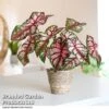 Caladium Heart To Heart® 'Bottle Rocket' -Plants Sale CALA H2HBOTTLE T43450