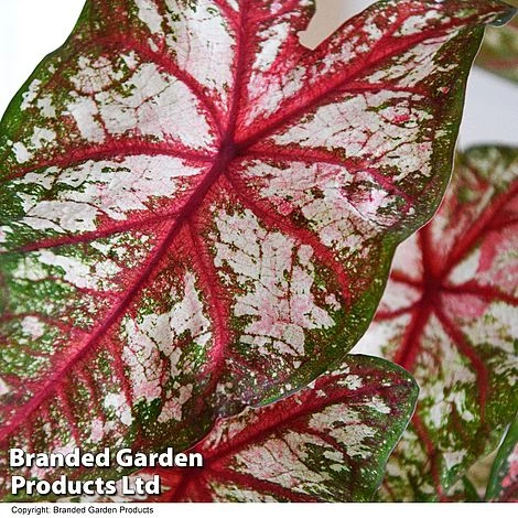 Caladium Heart To Heart® 'Bottle Rocket' 4 Caladium Heart To Heart® 'Bottle Rocket' - Image 2